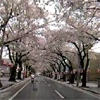 【車載動画】青森市桜川の桜並木