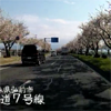 【車載動画】青森県弘前市国道７号線＆岩木川河川敷の桜